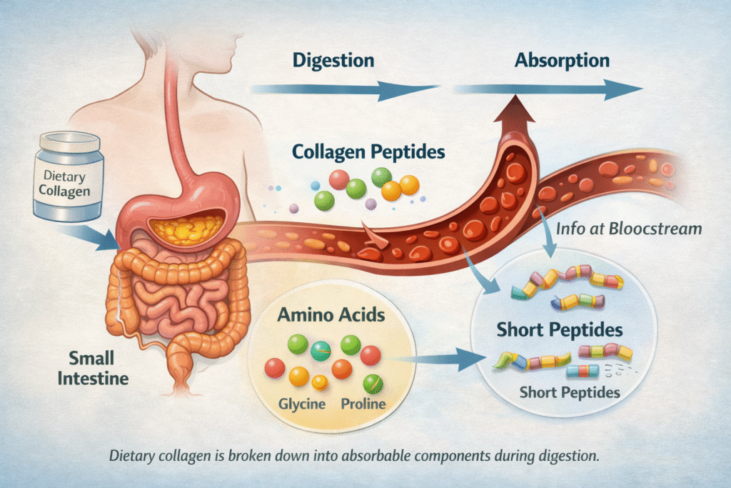 Diagram illustrating collagen digestion and absorption in the digestive system