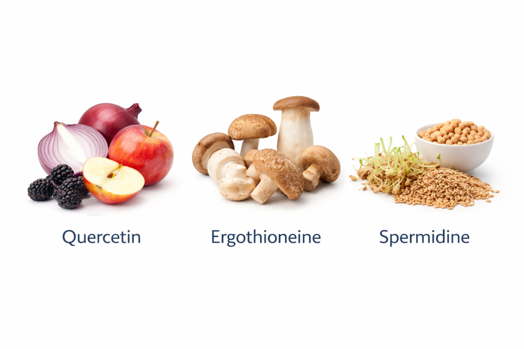 Natural food sources associated with longevity compounds including quercetin, ergothioneine and spermidine